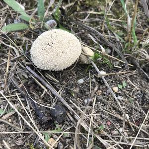 Pestle-shaped Puffball