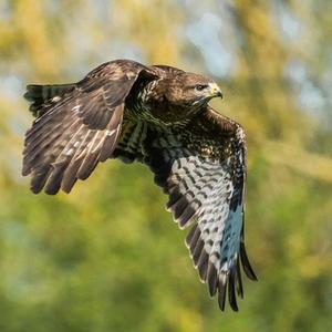 Common Buzzard