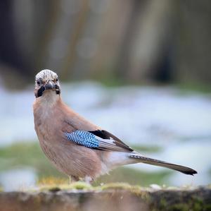 Eurasian Jay