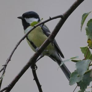 Great Tit