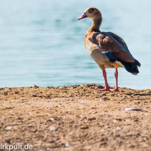 Egyptian Goose