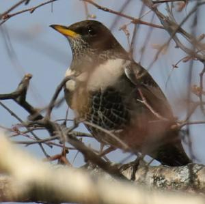 Ring Ouzel