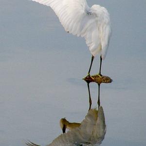 Great Egret