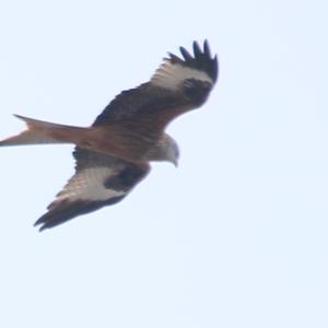 Red Kite