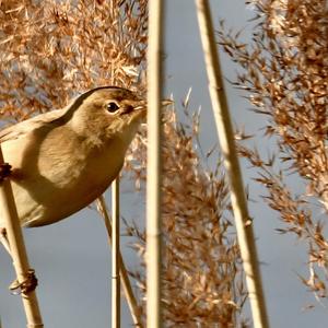 Common Chiffchaff