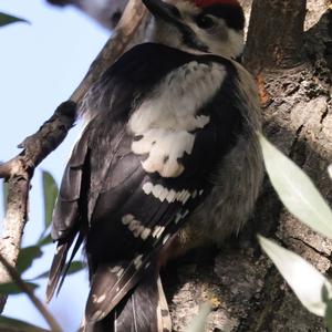 Great Spotted Woodpecker