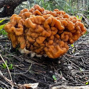 Conifer False Morel