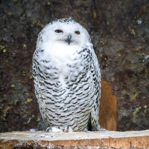 Snowy Owl