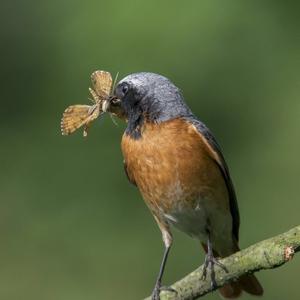 Common Redstart