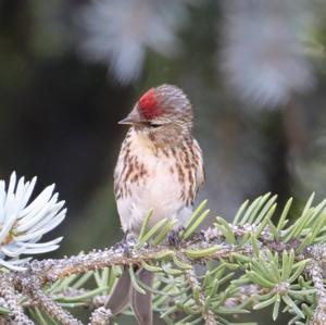 Common Redpoll