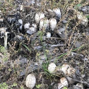 Shaggy Mane