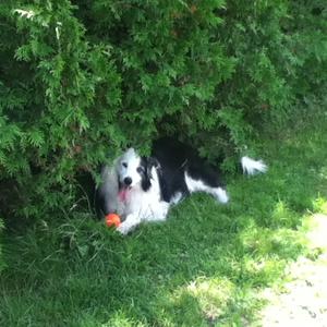 Border Collie