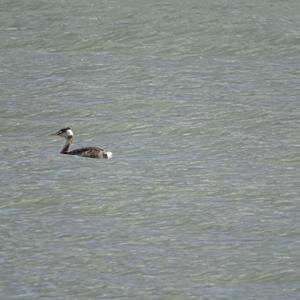 Great Crested Grebe