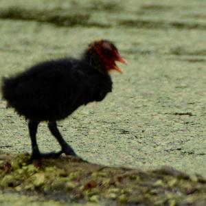 Common Coot