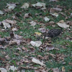 Common Snipe