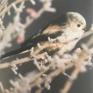 Long-tailed Tit