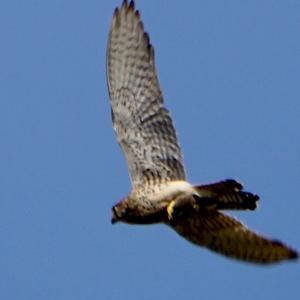 Common Kestrel