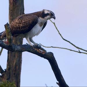 Osprey