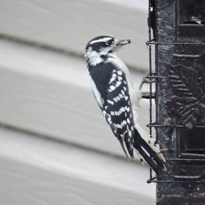 Downy Woodpecker