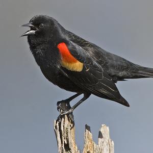 Tricoloured Blackbird