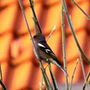 Eurasian Chaffinch