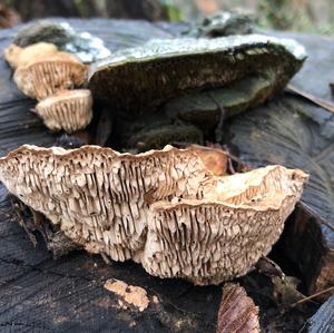 Thick-maze Oak polypore