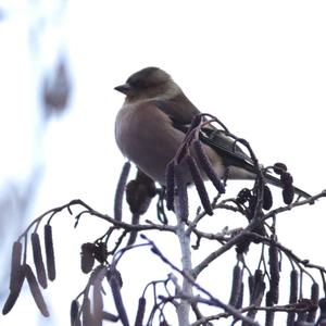 Eurasian Chaffinch