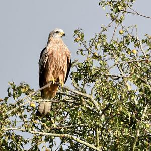 Red Kite