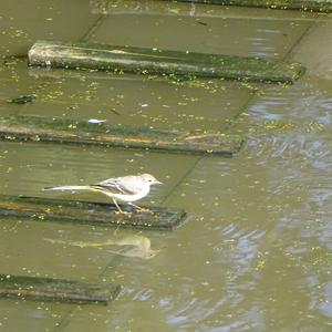 Grey Wagtail