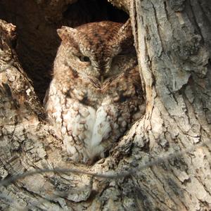 Eastern Screech-owl