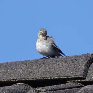 White Wagtail