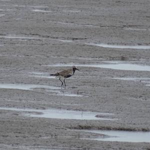 Eurasian Golden Plover