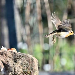 European Robin