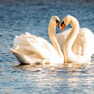 Mute Swan