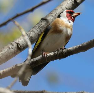 European Goldfinch