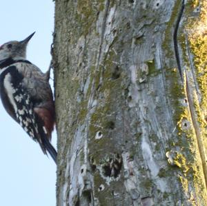 Middle Spotted Woodpecker