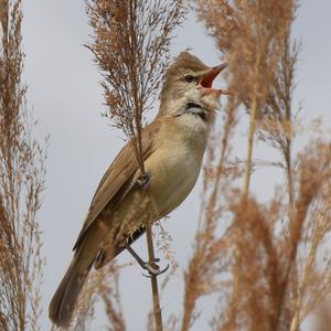 Great Reed-warbler