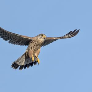 Common Kestrel