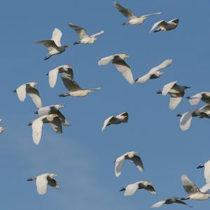 Cattle Egret