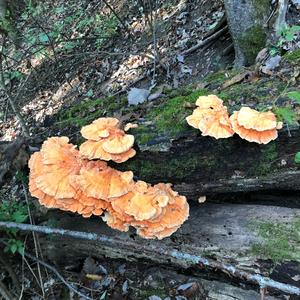 Chicken Mushroom