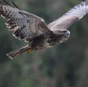 Common Buzzard