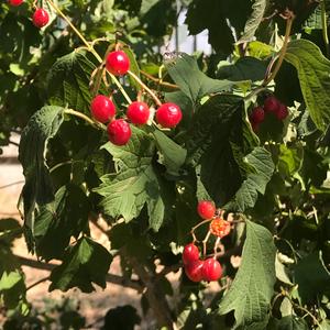Unknown Species