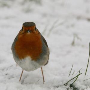 European Robin