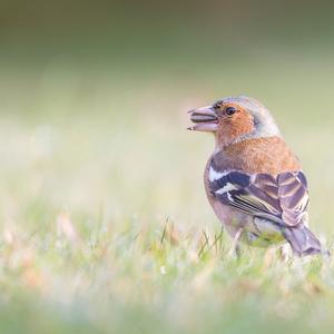 Eurasian Chaffinch