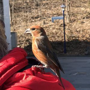 Red Crossbill