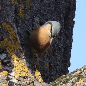 Wood Nuthatch