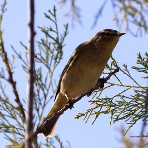 Common Chiffchaff