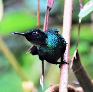 Tourmaline Sunangel