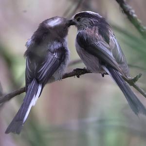 Long-tailed Tit