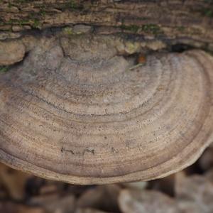 Thick-maze Oak polypore